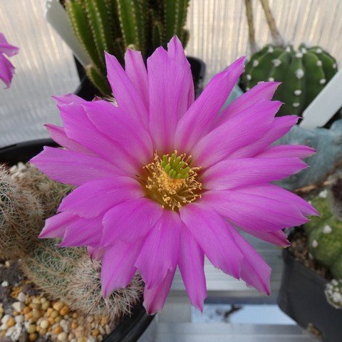 Echinocereus floresii 01 23012202.JPG