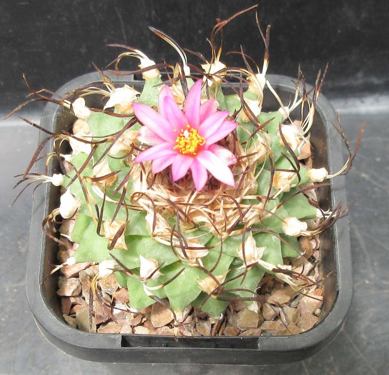 T. alonsoi