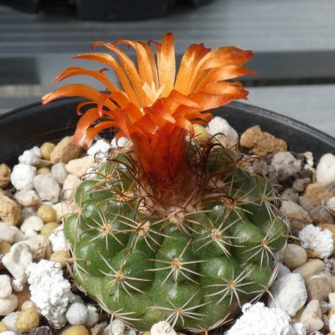 Parodia mairanana 01 23012501.JPG