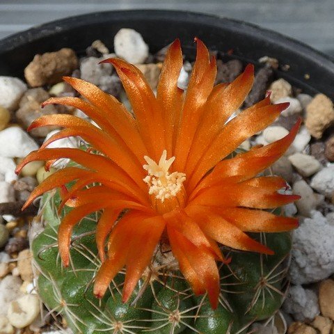 Parodia mairanana 01 23012502.JPG