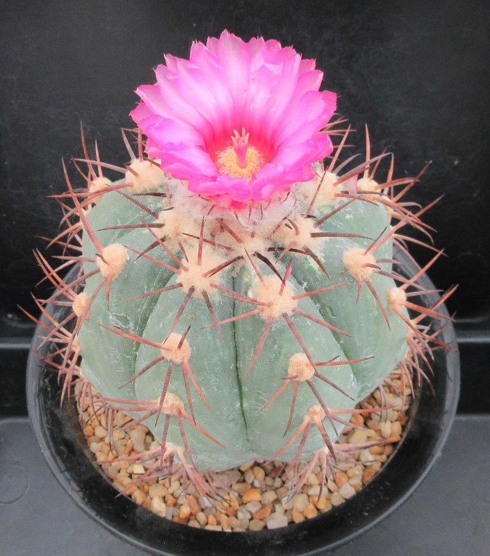 E. horizonthalonius