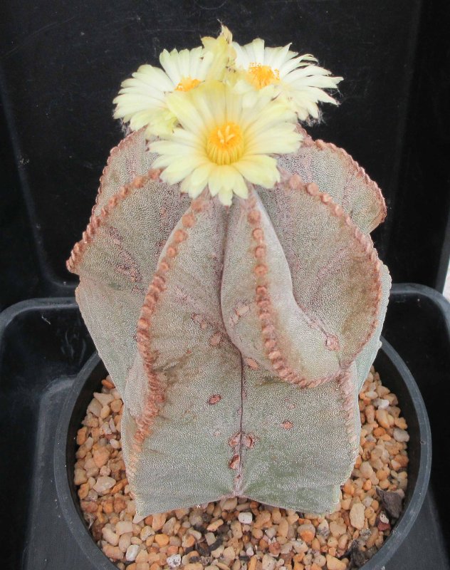 A. myriostigma