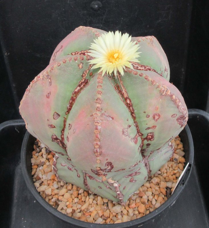 A. myriostigma v nudum