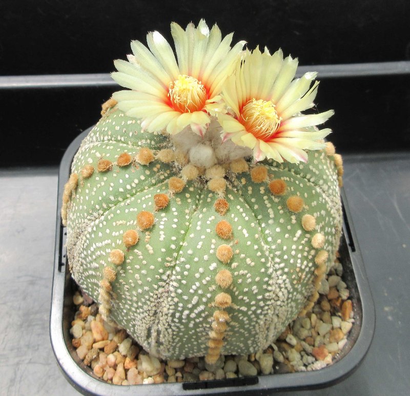 A. asterias