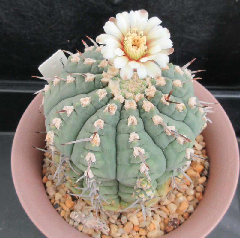 Gymnocalycium vatteri