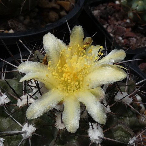 Copiapoa esmeraldana 01 23013102.JPG