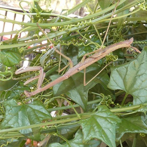 Archimantis latistyla - Stick Mantid 23013102.JPG