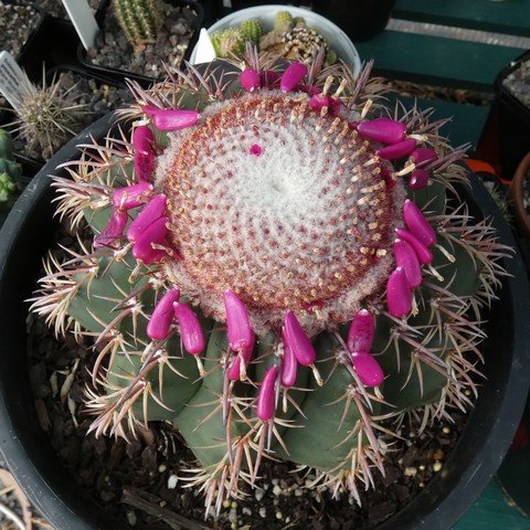 Melocactus conoideus 01 23020501 (Fruits).JPG