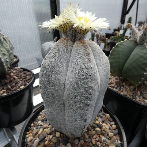 Astrophytum myriostigma cv Onzuka 04 23020501.JPG