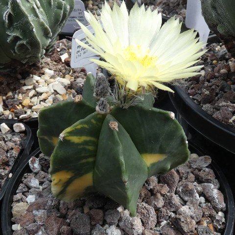 Astrophytum myriostigma var nudum f variegatum 06 23020501.JPG