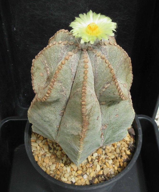 A. myriostigma