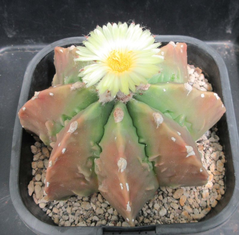 A. hybrid, fukuryu banjyaku