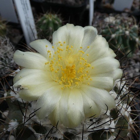 Copiapoa mollicula 01 23020502.JPG