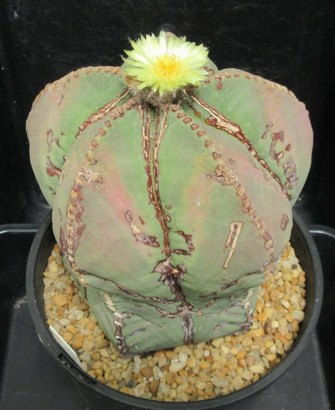 A. myriostigma