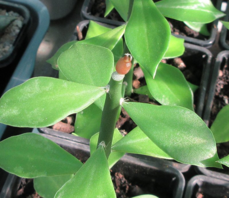 A. retusus v furfuraceus cv Suguri cauliflower