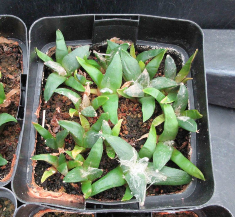 Ariocarpus retusus v furfuraceus