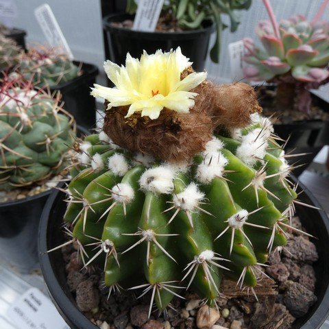 Parodia erinacea 23020501.JPG