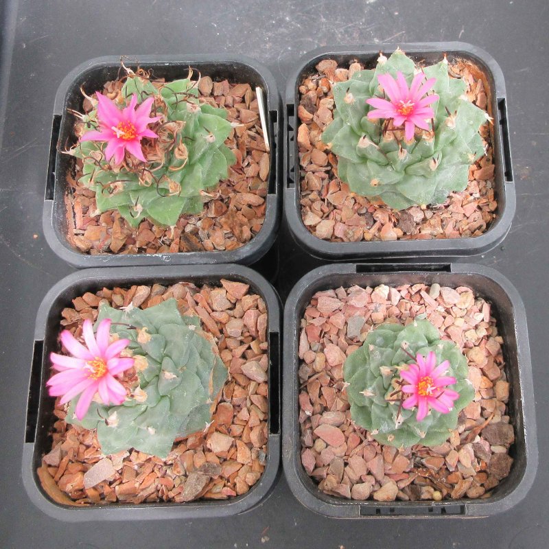 Turbinicarpus alonsoi