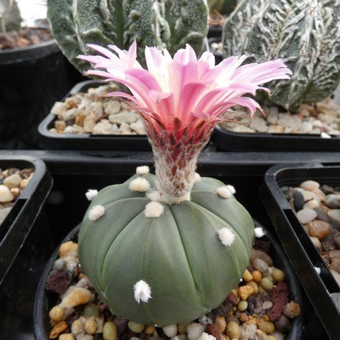 Astrophytum asterias hybrid H07 23020701.JPG