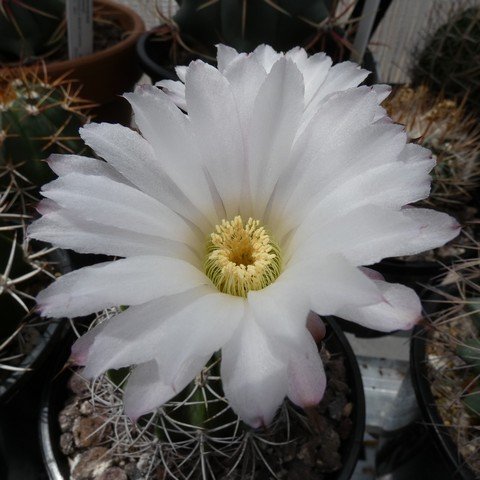 Acanthocalycium peitscherianum 23021202.JPG