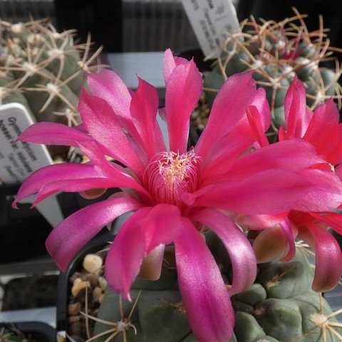 Gymnocalycium baldianum 01 23021902.JPG