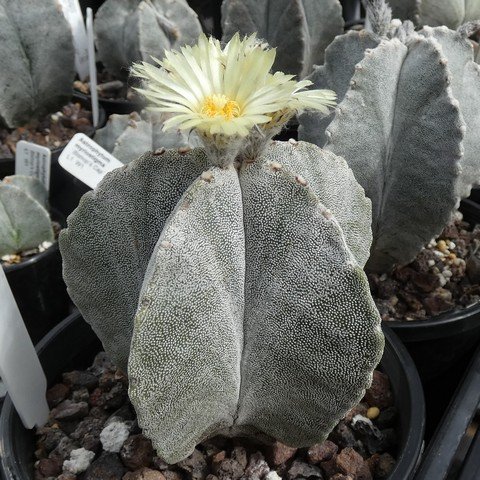 Astrophytum myriostigma var columnare 04 23021901.JPG