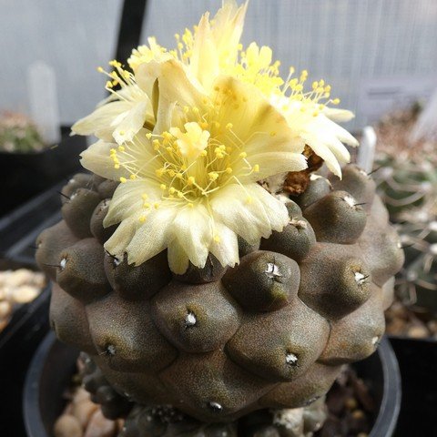 Copiapoa hypogaea var barquitensis 23021901.JPG