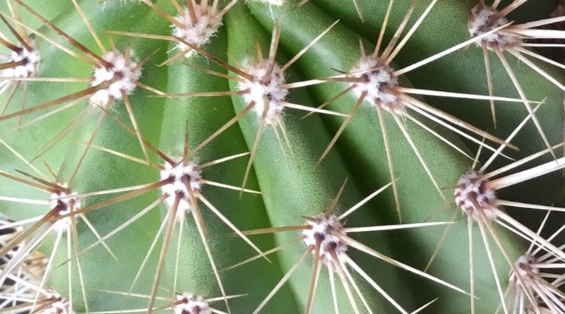 Closeup of spines