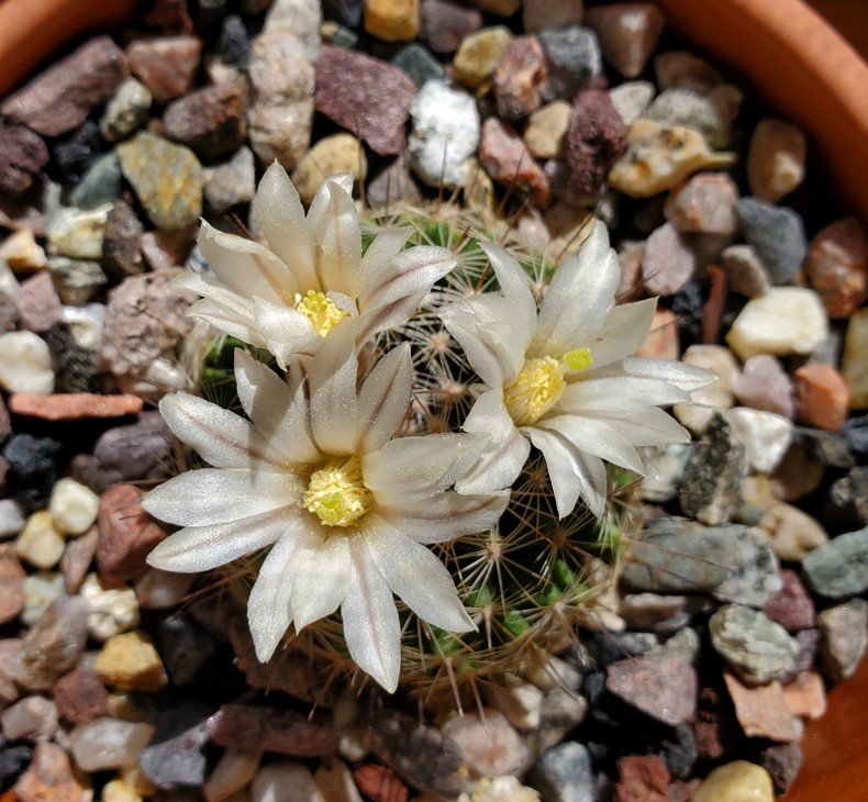 Mammillaria coahuilensis