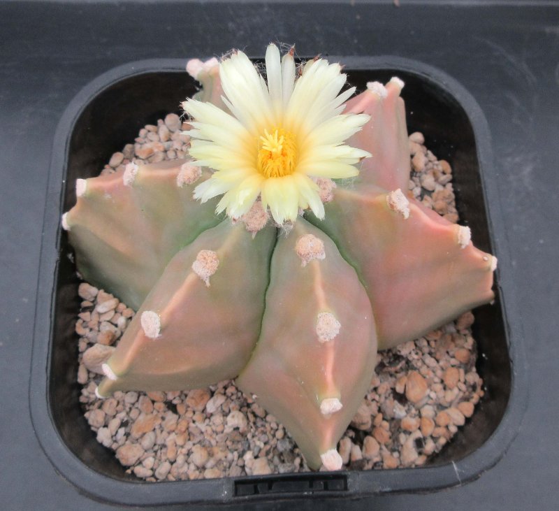 A. myriostigma v nudum