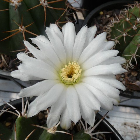 Acanthocalycium klimpelianum 01 23031102.JPG