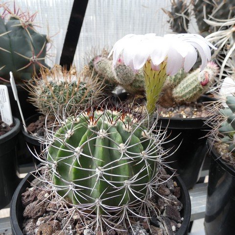 Acanthocalycium peitscherianum 23031101.JPG