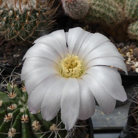 Acanthocalycium peitscherianum 23031102.JPG