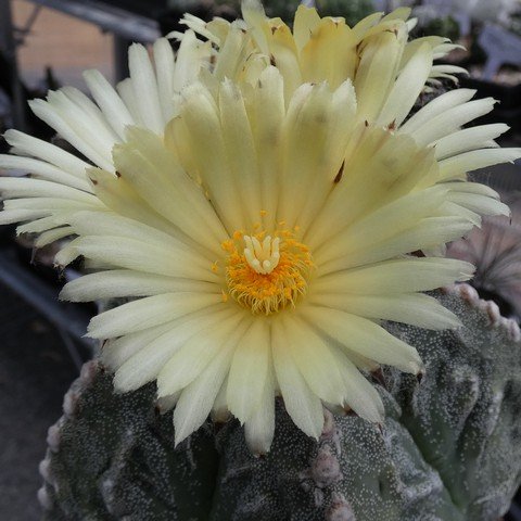 Astrophytum myriostigma cv Fukuryu 06 23031102.JPG