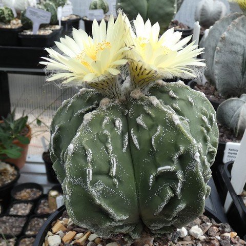 Astrophytum myriostigma cv Hakujo Fukuryu 02 23031101.JPG