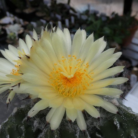 Astrophytum myriostigma cv Hakujo Fukuryu 02 23031102.JPG