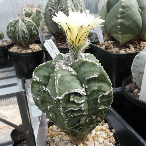 Astrophytum myriostigma cv Hakujo Fukuryu nudum 02 23031101.JPG