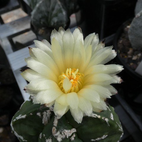 Astrophytum myriostigma cv Hakujo Fukuryu nudum 02 23031102.JPG