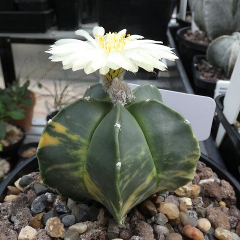 Astrophytum myriostigma var nudum f variegatum 05 23031101.JPG