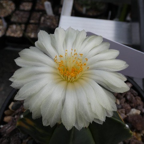 Astrophytum myriostigma var nudum f variegatum 05 23031102.JPG