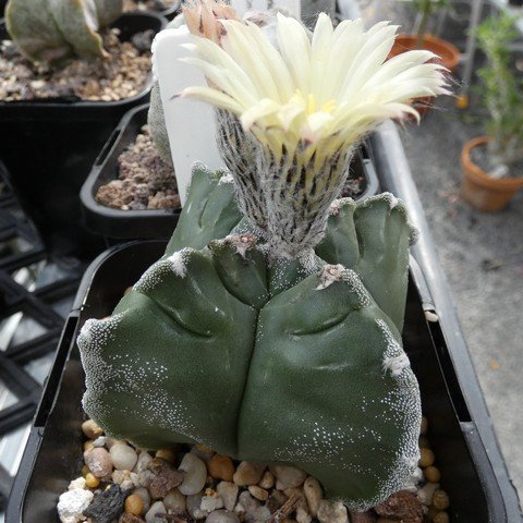 Astrophytum myriostigma var quadricostatum 01 23031101.JPG