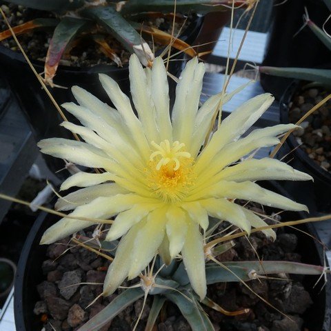 Leuchtenbergia principis 03 23031102.JPG