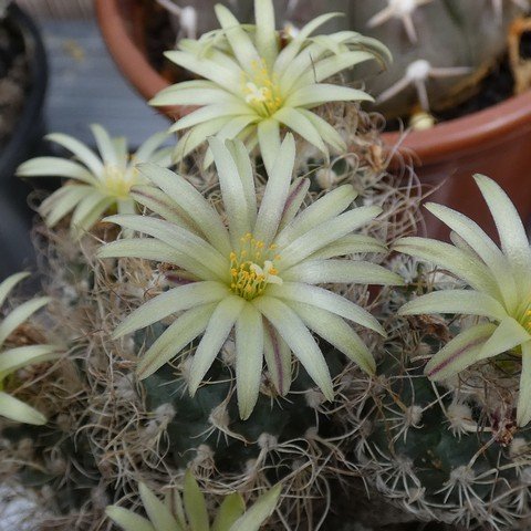 Turbinicarpus krainzianus var minimus 01 23031302.JPG