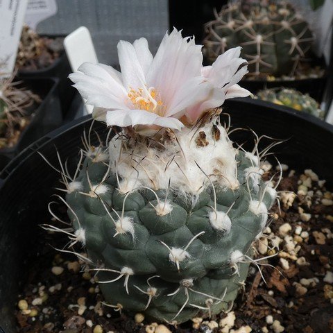 Turbinicarpus lophophoroides 23031301.JPG