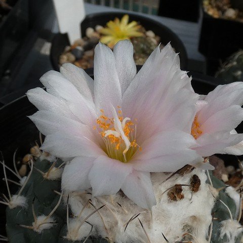 Turbinicarpus lophophoroides 23031302.JPG