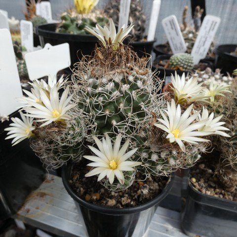 Turbinicarpus pseudomacrochele 01 23031301.JPG