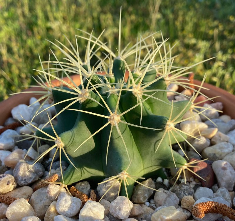 Ferocactus glaucescens sm.jpg