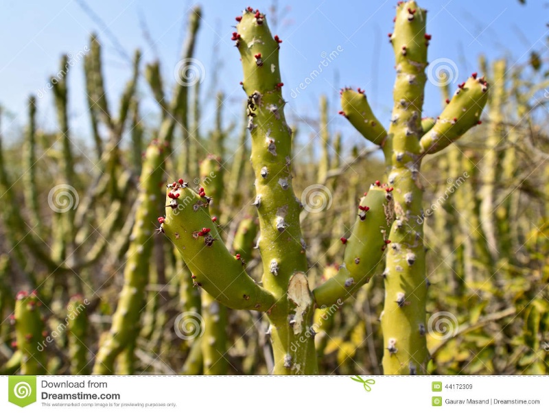 indian-meadows-cactus-plants-desert-vegetation-dry-arid-regions-gujrat-rajasthan-44172309.jpg