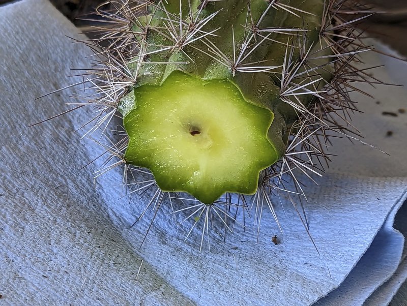 Cross section after the second cut.