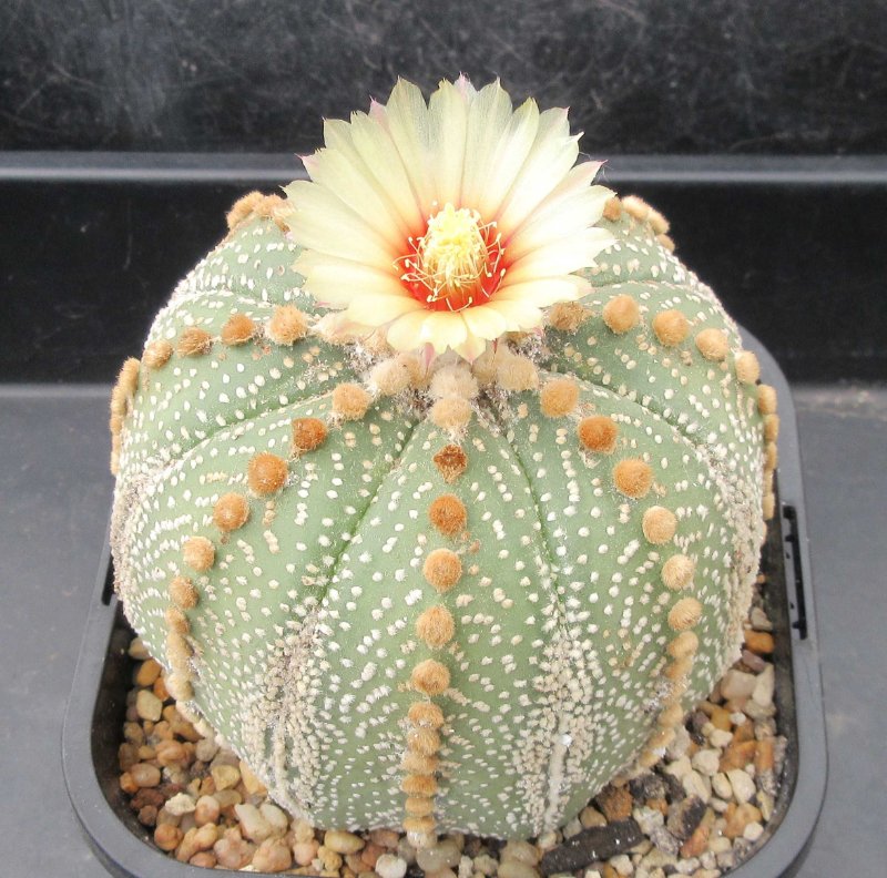 A. asterias